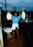 Negombo Fischmarkt 